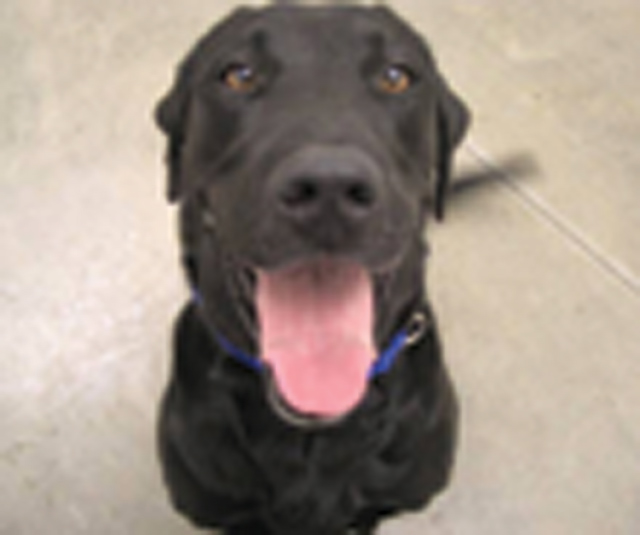 Pets of the Week (11/11)